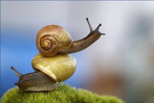сильная улитка