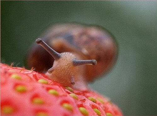 улитка на клубничке