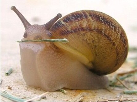 улитка