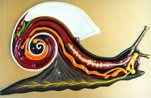 строение улитки