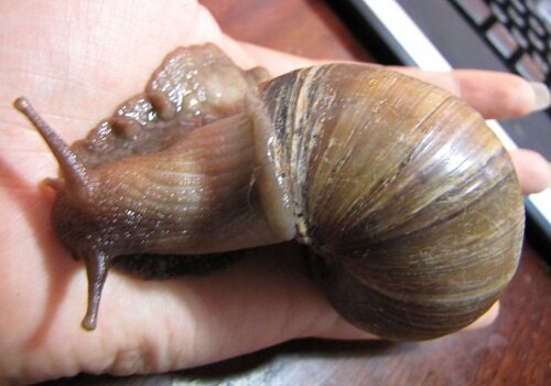 большая улитка