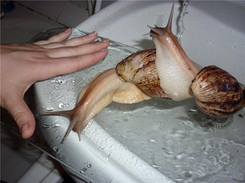 гигантские улитки