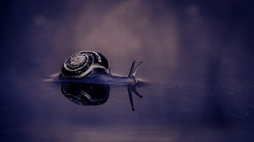 Водная улитка