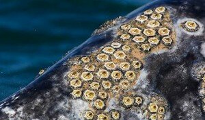 ракушки на теле кита