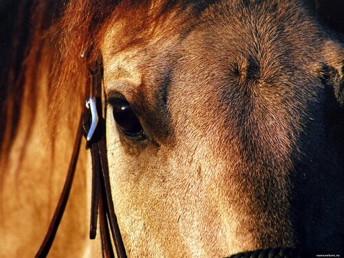 глаза лошади