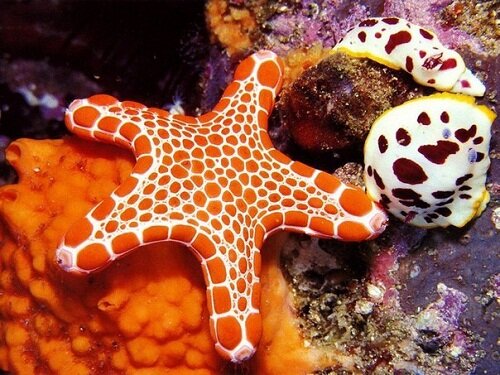 пятнистая морская звезда