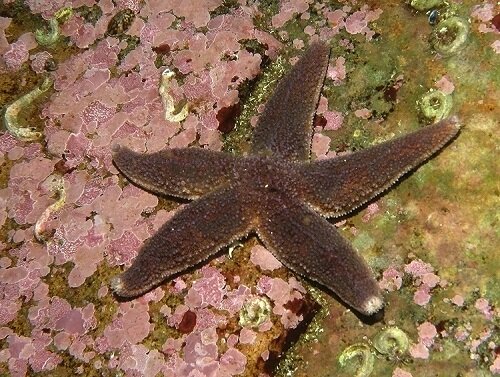 Красный астериас