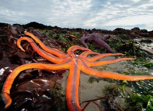 Крупная морская звезда