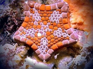 Морская звезда