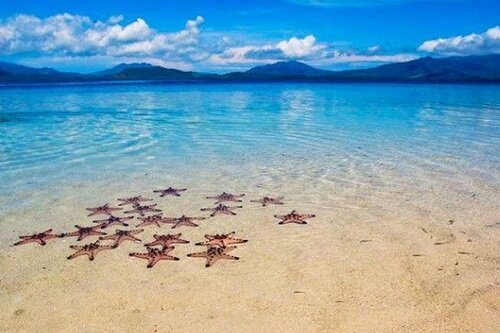 Морские звезды в заливе