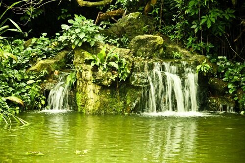 Природа Сингапура