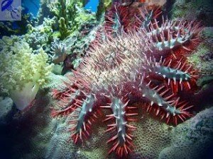 акантастер