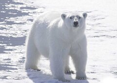 белый медведь