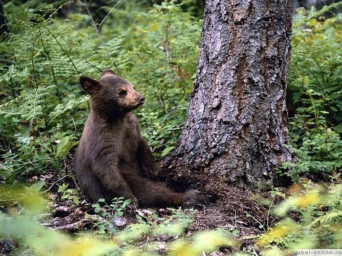 бурый мишка сидит