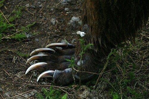 когти медведя