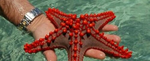красная морская звезда