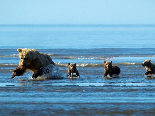 медведица и медвежата