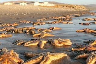 морские звезды на берегу