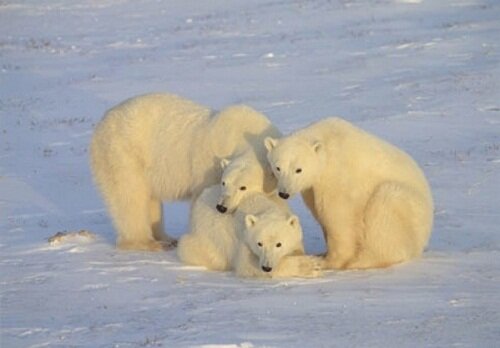 семейство белых медведей