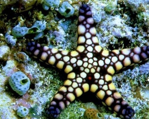 синяя морская звезда