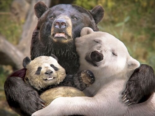 счастливая семья мишек