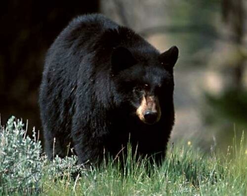 черный медведь