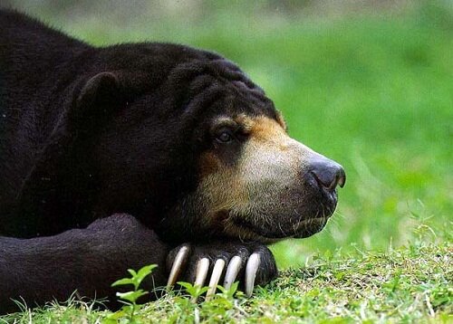 черный медведь