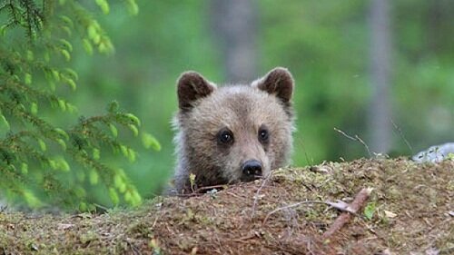 медведь смотрит