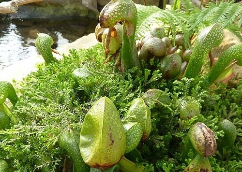 Дарлингтония калифорнийская\