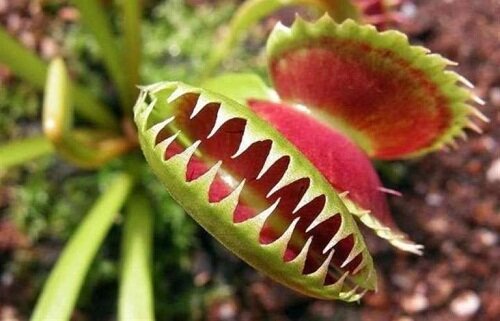 зубатое растение