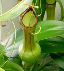 хищная "кувшинка"