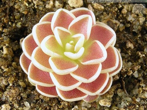 цветок хищник