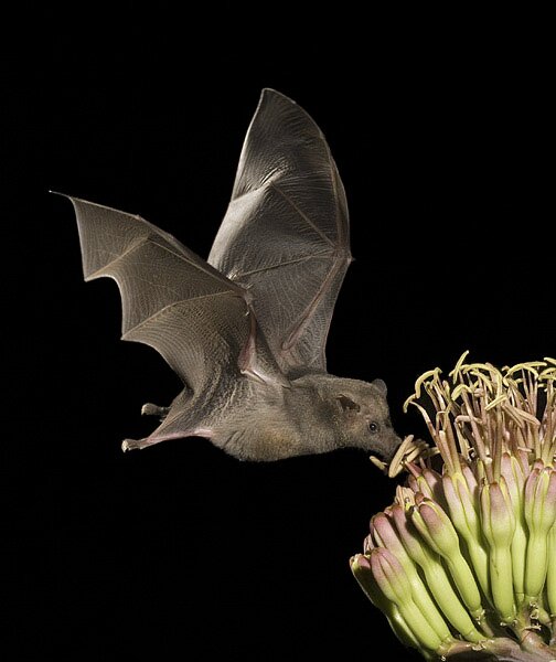 летучая мышь есть нектар из цветка