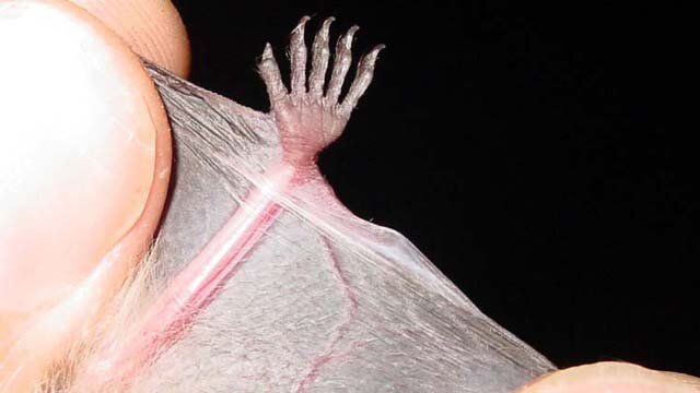 лапки летучей мыши фото