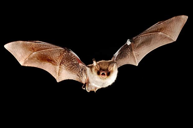 Интересные факты о летучих мышах
