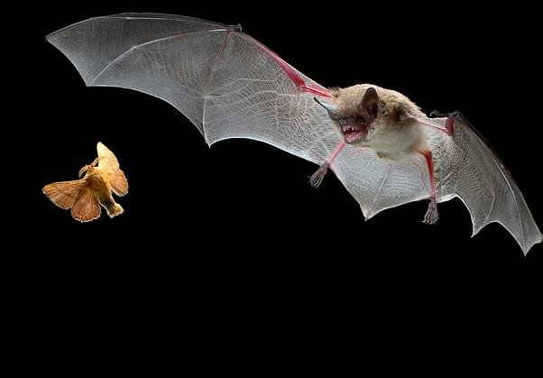 охота летучей мыши на насекомых фото