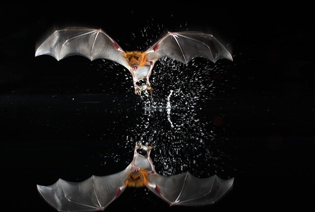 летучая мышь охотится на водоеме фото