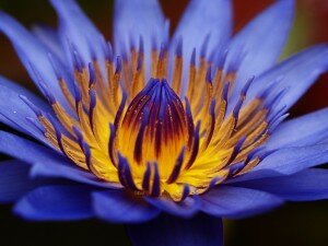 голубой-лотос