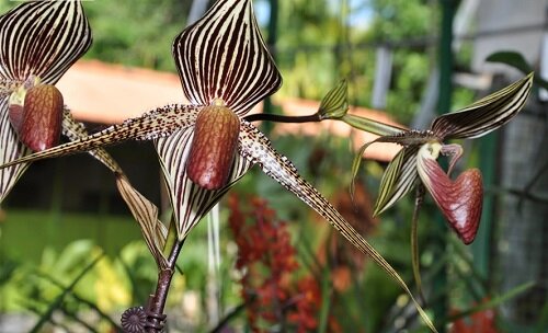 Золото Канибалу