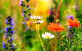 Полевые цветы