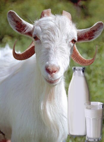 Козье молоко
