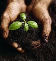 Грунт и флора