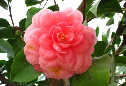 Красная Камалия