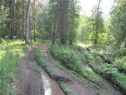 Лесная земля