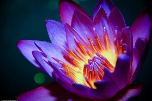 Голубой лотос