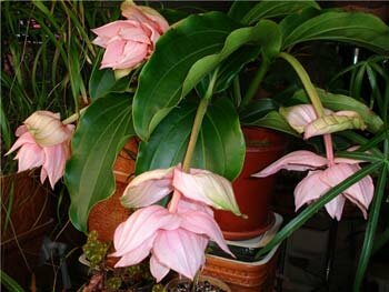 Мединилла вблизи