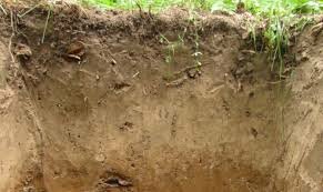 подзолистая почва