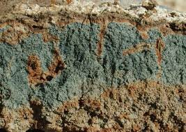 почвы Тайги