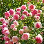 Самая красивая из роз