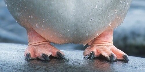 лапки пингвина